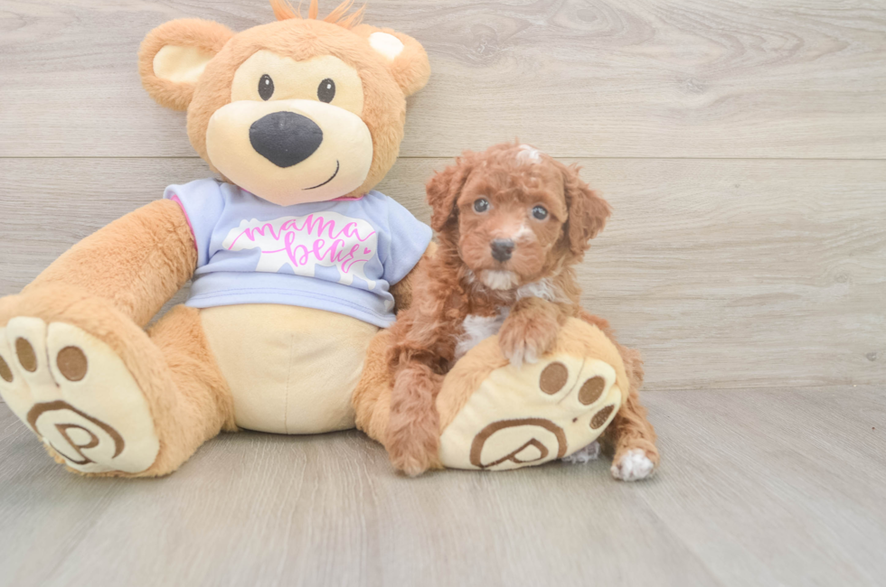 5 week old Poodle Puppy For Sale - Florida Fur Babies