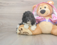 8 week old Poodle Puppy For Sale - Florida Fur Babies