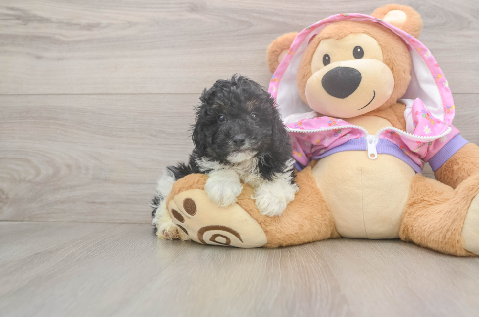 5 week old Poodle Puppy For Sale - Florida Fur Babies