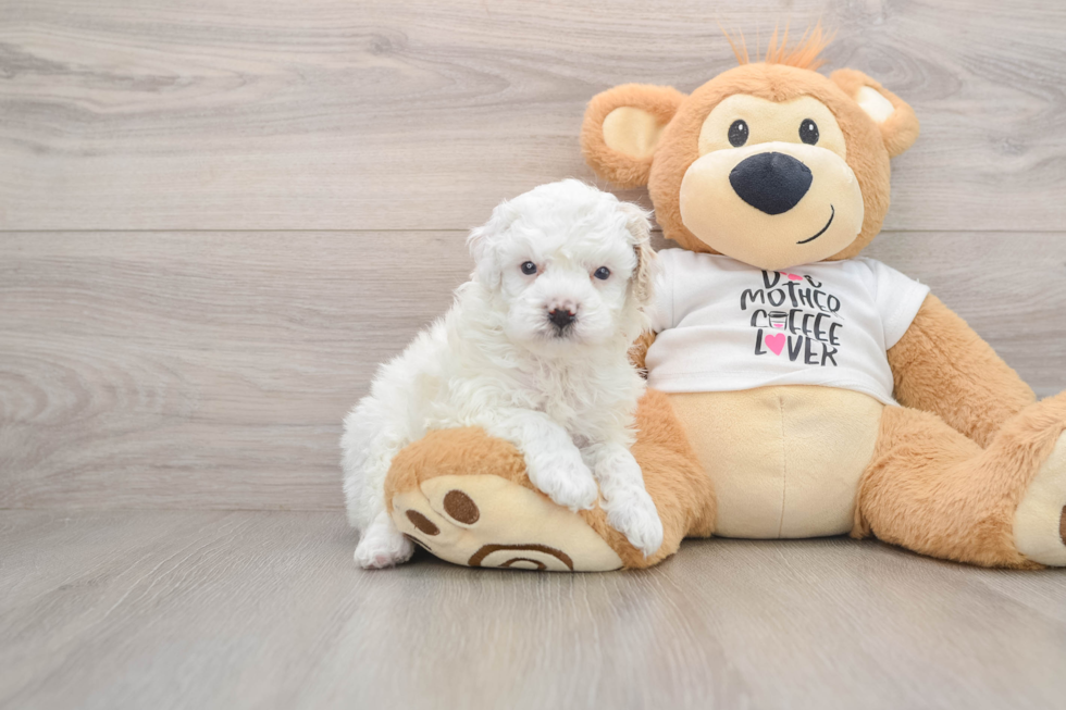 Poodle Puppy for Adoption