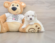 5 week old Poodle Puppy For Sale - Florida Fur Babies