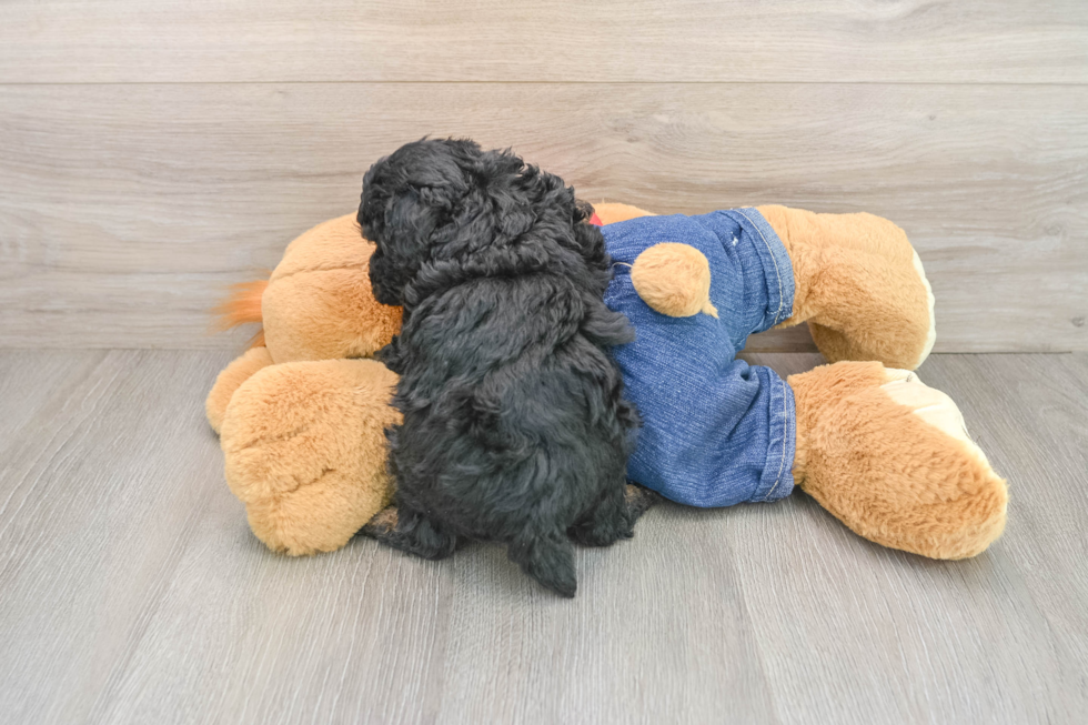 Cute Toy Poodle Purebred Puppy