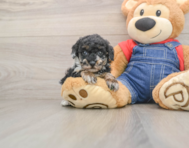 6 week old Poodle Puppy For Sale - Florida Fur Babies