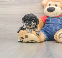 6 week old Poodle Puppy For Sale - Florida Fur Babies