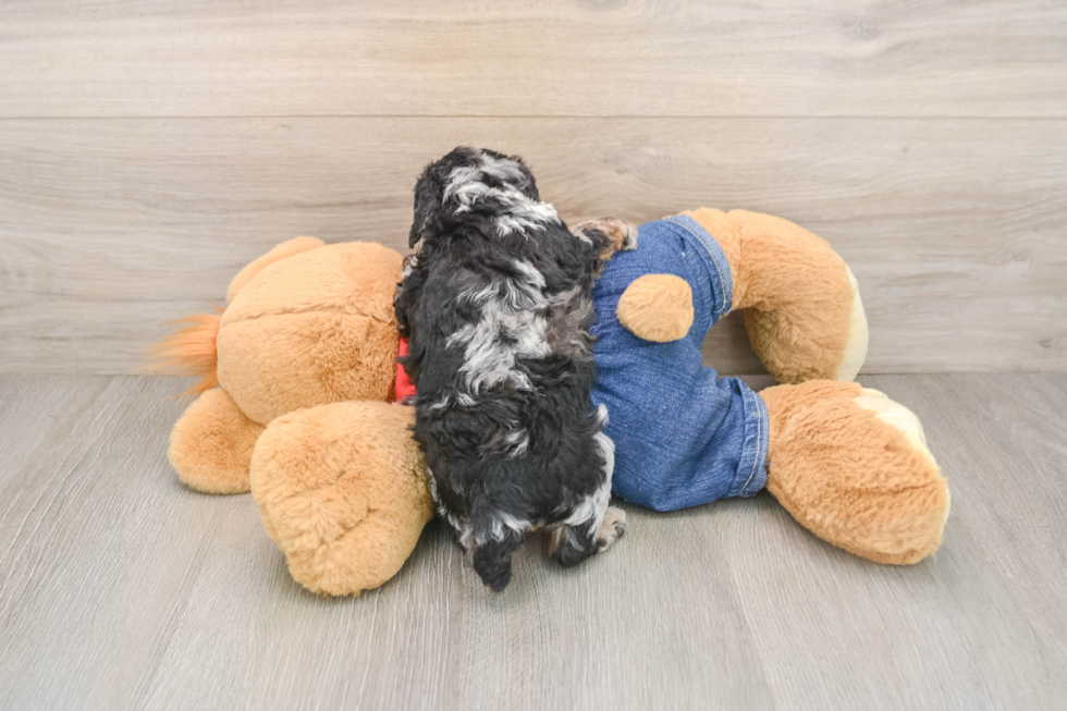 Best Poodle Baby