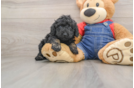 Fluffy Toy Poodle Purebred Puppy