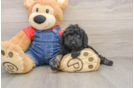 Akc Registered Poodle Purebred Pup