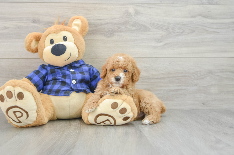 5 week old Poodle Puppy For Sale - Florida Fur Babies