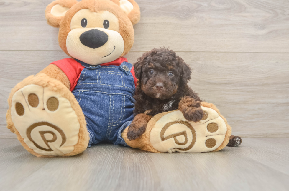 5 week old Poodle Puppy For Sale - Florida Fur Babies