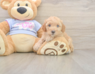 8 week old Poodle Puppy For Sale - Florida Fur Babies