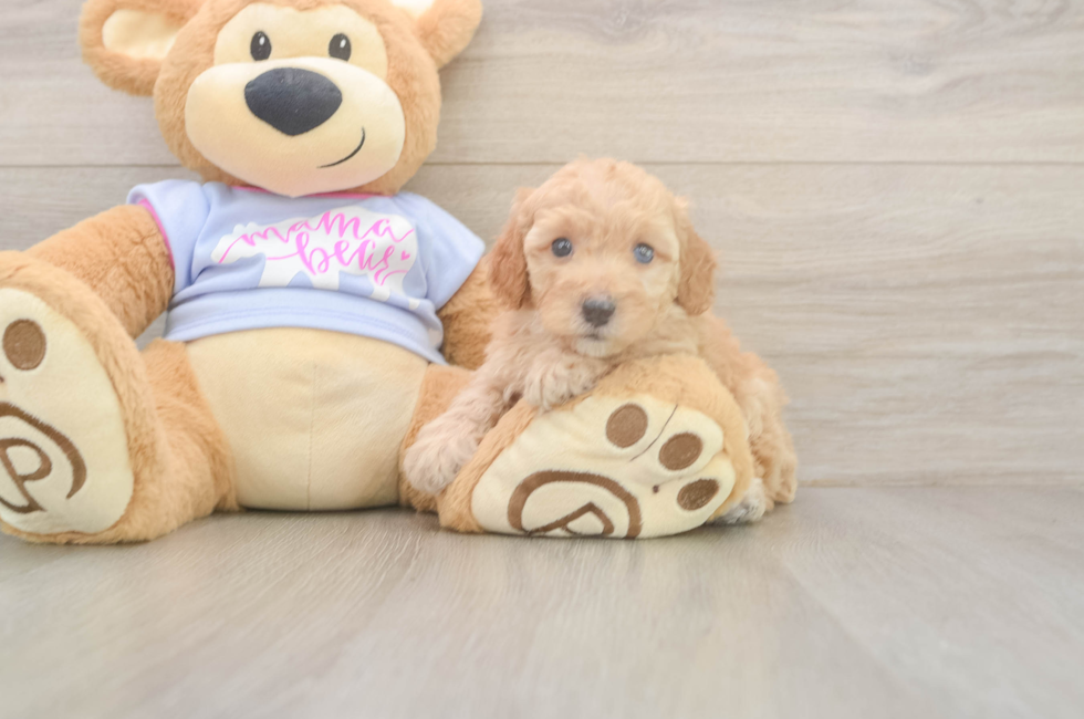 5 week old Poodle Puppy For Sale - Florida Fur Babies