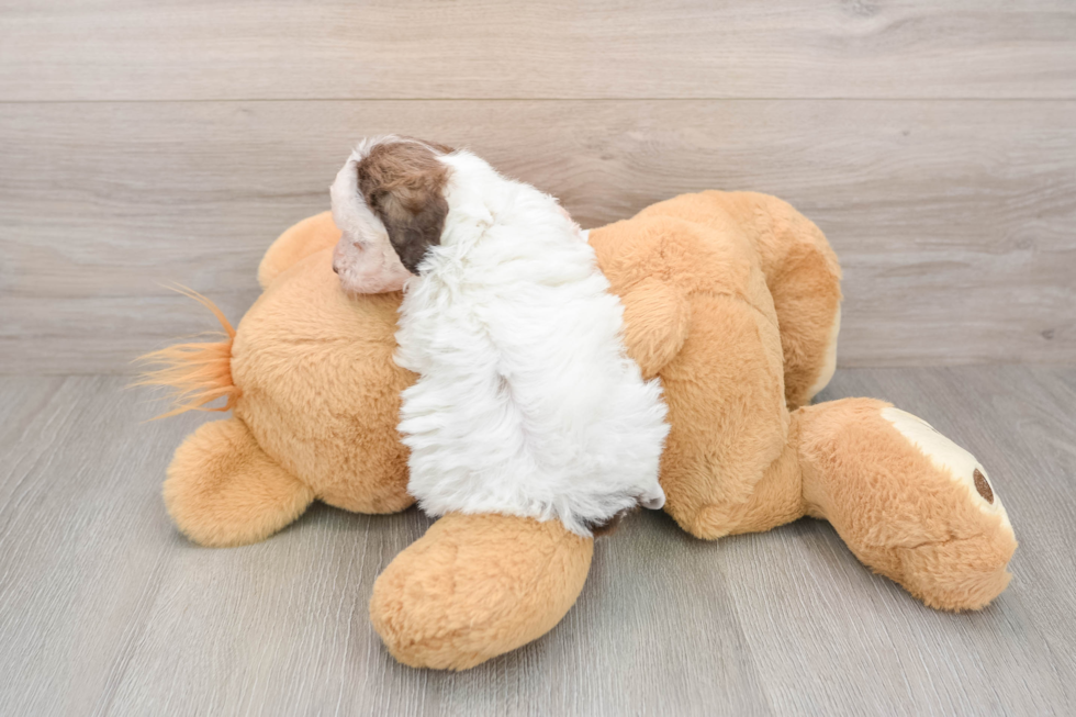 Sweet Pooodle Purebred Puppy