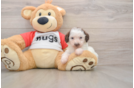 Smart Pudel Purebred Puppy