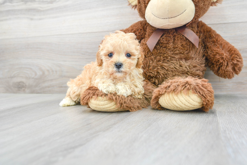 Meet Hilton - our Poodle Puppy Photo 2/3 - Florida Fur Babies