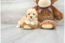 Meet Hilton - our Poodle Puppy Photo 2/3 - Florida Fur Babies