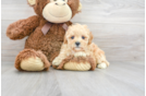 Meet Hilton - our Poodle Puppy Photo 1/3 - Florida Fur Babies