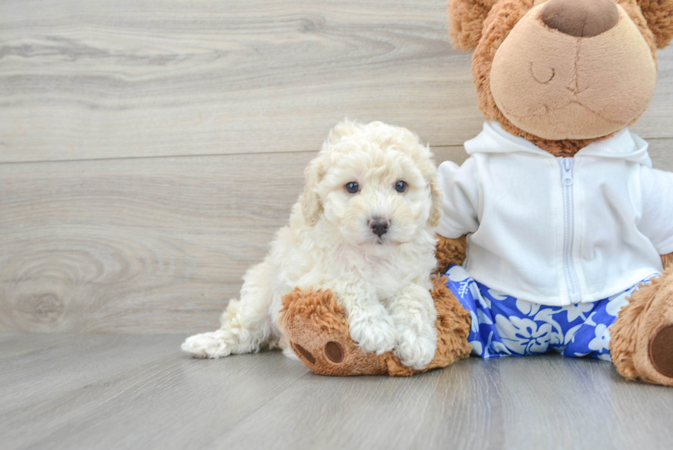 Akc Registered Poodle Purebred Pup
