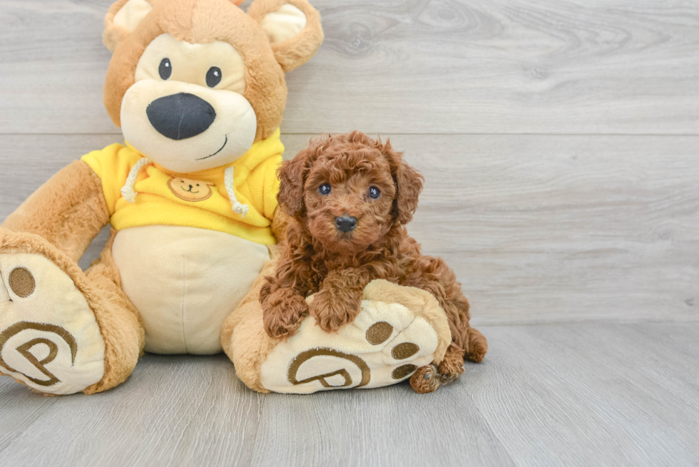 Poodle Puppy for Adoption
