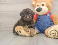 7 week old Poodle Puppy For Sale - Florida Fur Babies