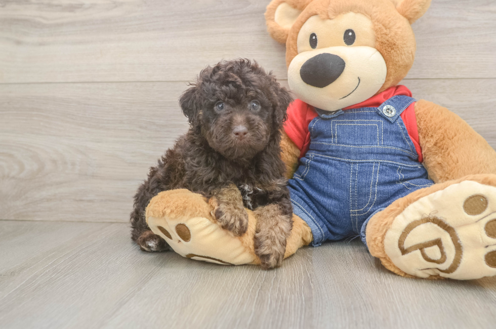 5 week old Poodle Puppy For Sale - Florida Fur Babies