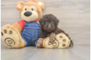 Cute Pudel Purebred Puppy