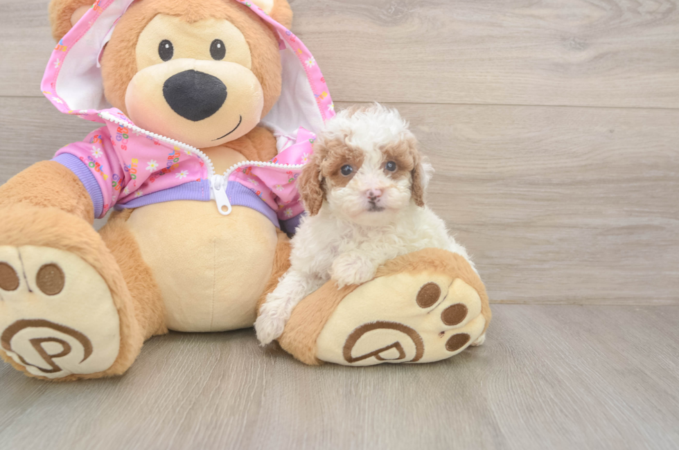 6 week old Poodle Puppy For Sale - Florida Fur Babies