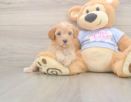 8 week old Poodle Puppy For Sale - Florida Fur Babies