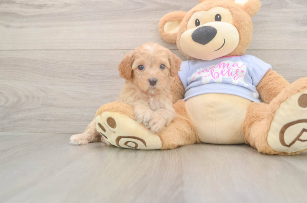 5 week old Poodle Puppy For Sale - Florida Fur Babies
