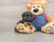 7 week old Poodle Puppy For Sale - Florida Fur Babies