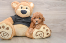 Best Poodle Baby