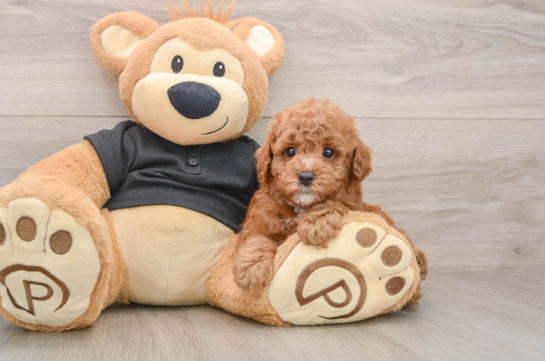 Best Poodle Baby
