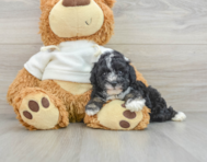 6 week old Poodle Puppy For Sale - Florida Fur Babies