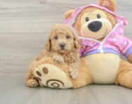6 week old Poodle Puppy For Sale - Florida Fur Babies