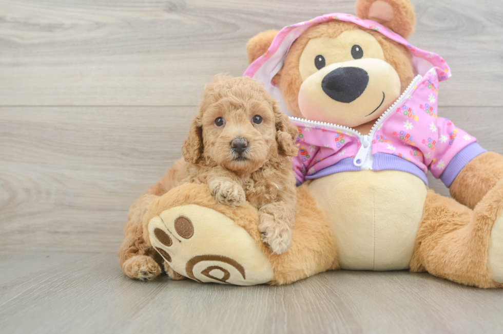 5 week old Poodle Puppy For Sale - Florida Fur Babies