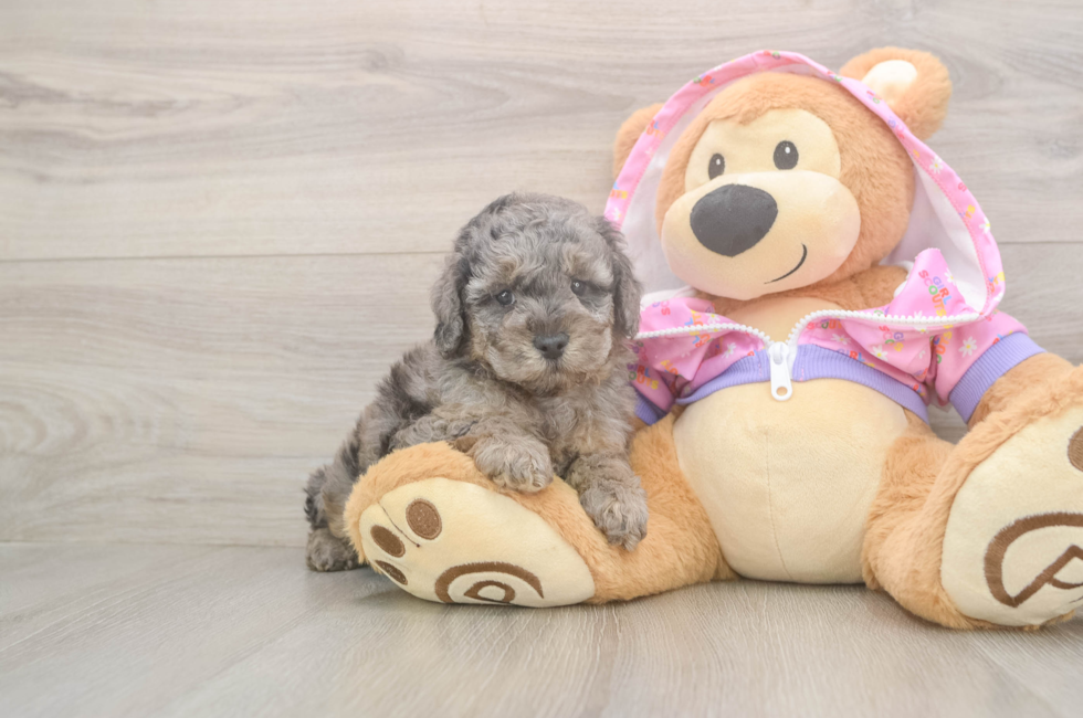 5 week old Poodle Puppy For Sale - Florida Fur Babies