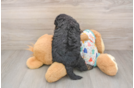 Poodle Puppy for Adoption