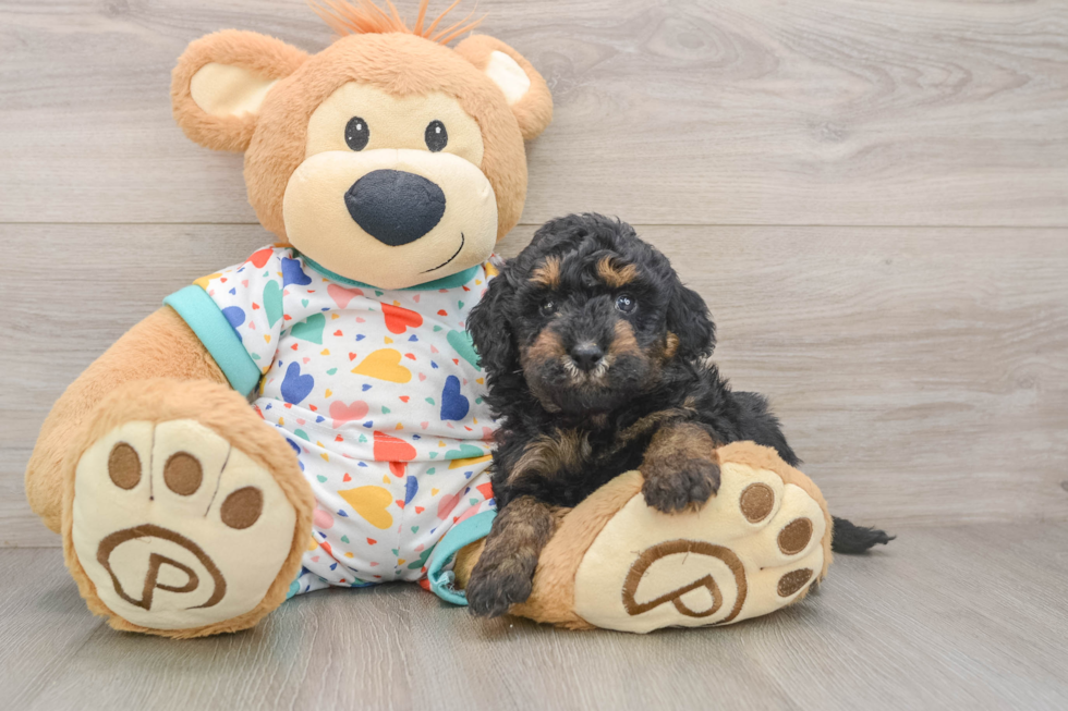 Poodle Puppy for Adoption