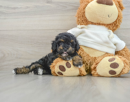 6 week old Poodle Puppy For Sale - Florida Fur Babies