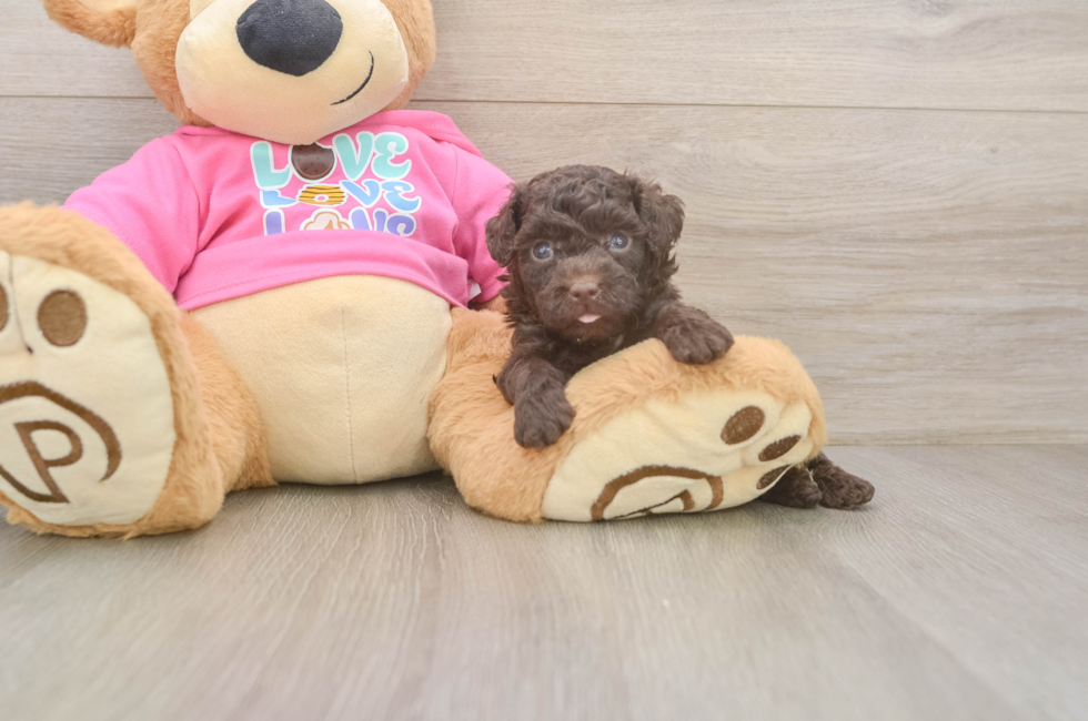 5 week old Poodle Puppy For Sale - Florida Fur Babies