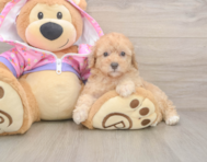 8 week old Poodle Puppy For Sale - Florida Fur Babies