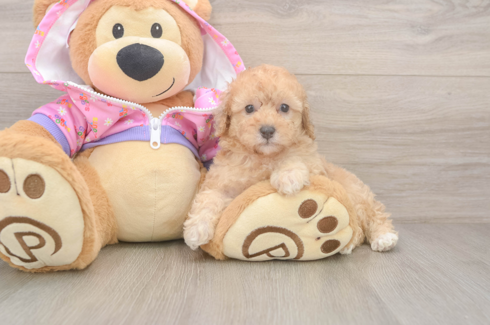7 week old Poodle Puppy For Sale - Florida Fur Babies