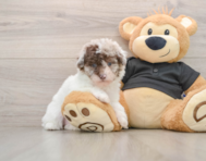 7 week old Poodle Puppy For Sale - Florida Fur Babies