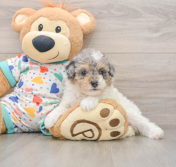 7 week old Poodle Puppy For Sale - Florida Fur Babies