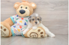 Funny Poodle Purebred Pup