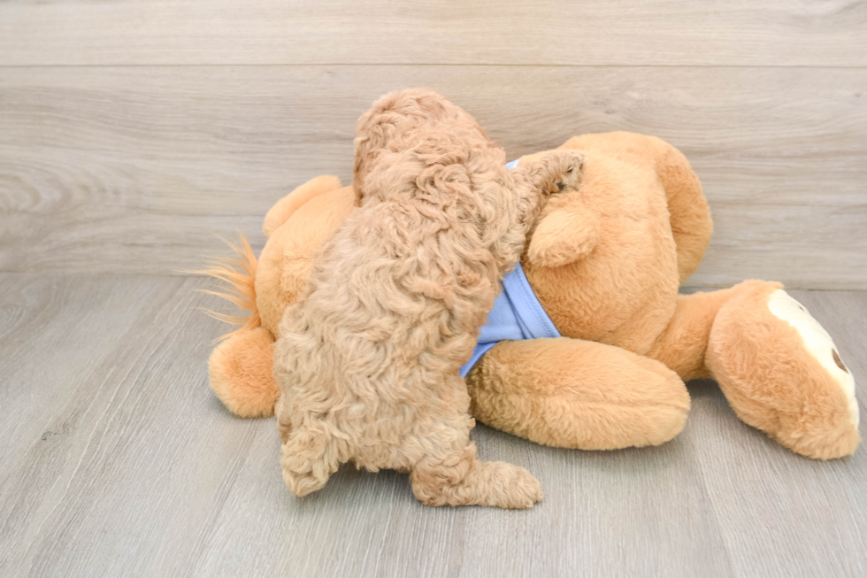 Adorable Pudle Purebred Puppy