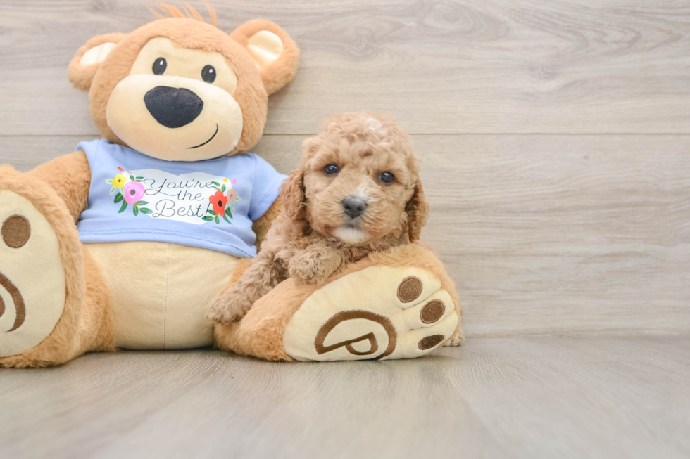 Poodle Pup Being Cute