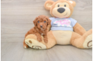 Akc Registered Poodle Purebred Pup