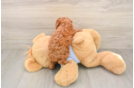 Smart Toy Poodle Purebred Puppy