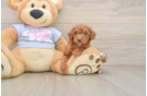 Best Poodle Baby