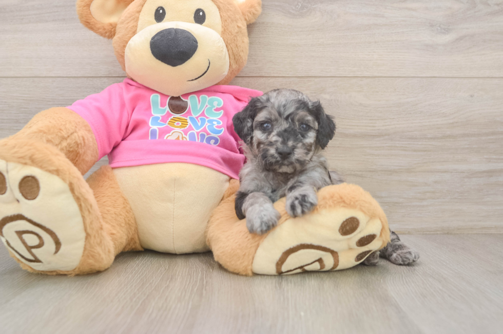 5 week old Poodle Puppy For Sale - Florida Fur Babies